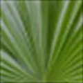 Saw Palmetto